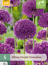 X   5 ALLIUM PURPLE SENSATION