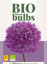 X   5 ALLIUM PURPLE SENSATION - BIO
