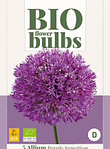X   5 ALLIUM PURPLE SENSATION - BIO