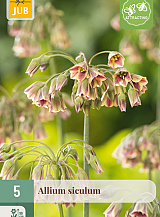 X   5 ALLIUM SICULUM