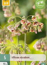 X 5 ALLIUM SICULUM