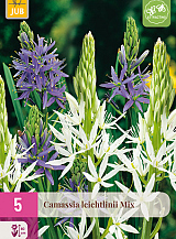 X   5 CAMASSIA LEICHTLINII MIX