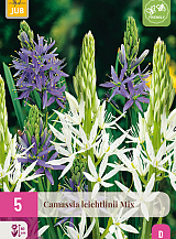 X 5 CAMASSIA LEICHTLINII MIX