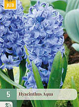 X   5 HYACINTHUS AQUA
