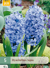 X 5 HYACINTHUS AQUA