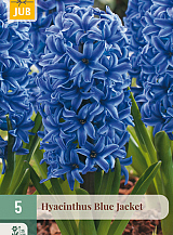X   5 HYACINTHUS BLUE JACKET