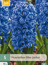 X   5 HYACINTHUS BLUE JACKET