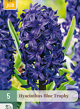 X   5 HYACINTHUS BLUE TROPHY