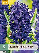 X 5 HYACINTHUS BLUE TROPHY