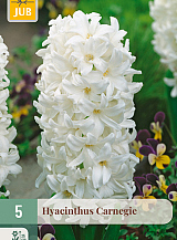 X   5 HYACINTHUS CARNEGIE