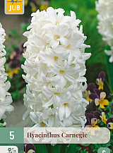 X   5 HYACINTHUS CARNEGIE