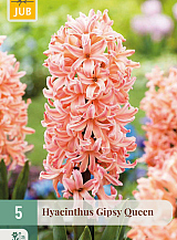 X   5 HYACINTHUS GIPSY QUEEN