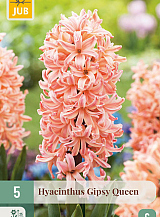 X 5 HYACINTHUS GIPSY QUEEN