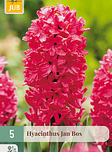 X   5 HYACINTHUS JAN BOS