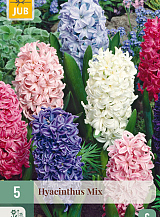 X   5 HYACINTHUS MIX
