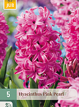 X   5 HYACINTHUS PINK PEARL