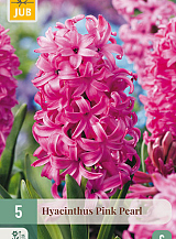 X 5 HYACINTHUS PINK PEARL