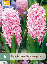X   5 HYACINTHUS PINK SURPRISE