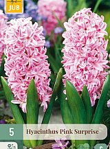 X 5 HYACINTHUS PINK SURPRISE