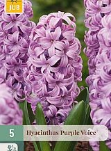 X   5 HYACINTHUS PURPLE VOICE