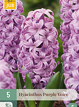 X 5 HYACINTHUS PURPLE VOICE