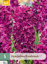 X   5 HYACINTHUS WOODSTOCK