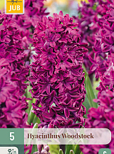 X 5 HYACINTHUS WOODSTOCK