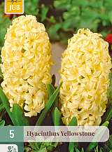 X   5 HYACINTHUS YELLOWSTONE