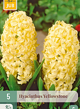 X 5 HYACINTHUS YELLOWSTONE