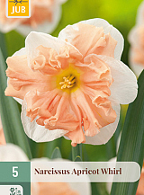 X   5 NARCISSUS APRICOT WHIRL