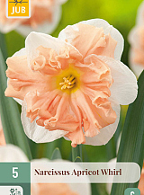 X   5 NARCISSUS APRICOT WHIRL