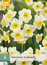 X   5 NARCISSUS AVALANCHE