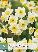 X 5 NARCISSUS AVALANCHE