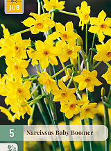 X   5 NARCISSUS BABY BOOMER