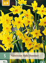 X 5 NARCISSUS BABY BOOMER