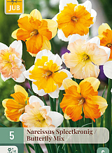 X   5 NARCISSUS BUTTERFLY MIX