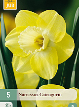 X   5 NARCISSUS CAIRNGORM