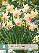 X   5 NARCISSUS CARICE
