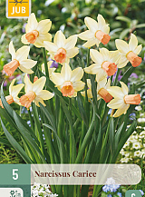 X 5 NARCISSUS CARICE