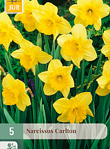 X   5 NARCISSUS CARLTON