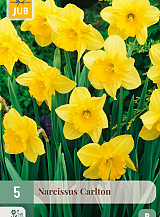 X   5 NARCISSUS CARLTON