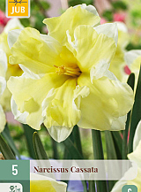 X   5 NARCISSUS CASSATA