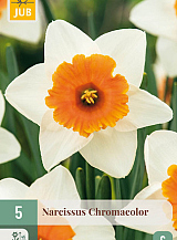 X   5 NARCISSUS CHROMACOLOR