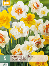 X   5 NARCISSUS DUBBEL MIX