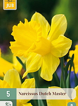 X   5 NARCISSUS DUTCH MASTER