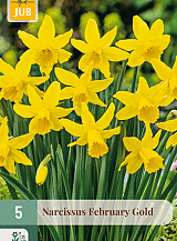 X   5 NARCISSUS FEBRUARY GOLD