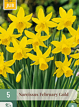 X   5 NARCISSUS FEBRUARY GOLD