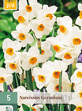 X   5 NARCISSUS GERANIUM