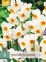 X 5 NARCISSUS GERANIUM
