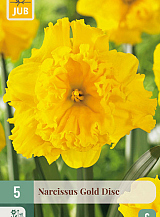 X   5 NARCISSUS GOLD DISC